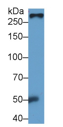 Monoclonal Antibody to Fibronectin (FN)