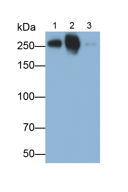 Monoclonal Antibody to Fibronectin (FN)