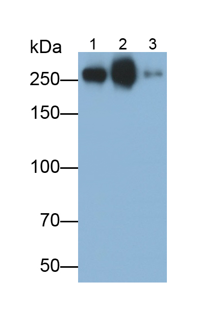 Monoclonal Antibody to Fibronectin (FN)