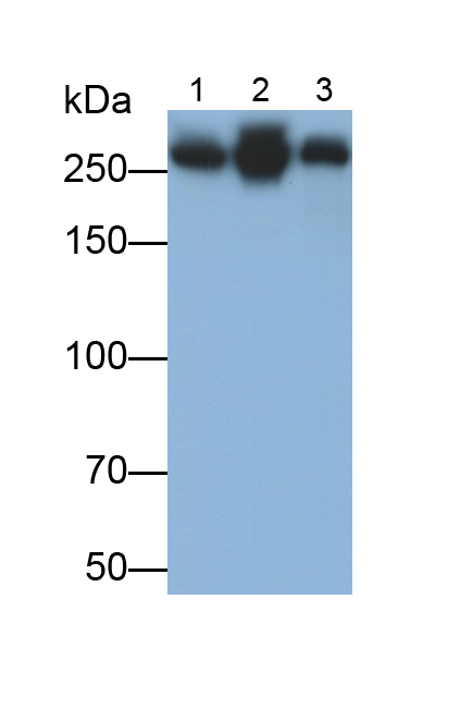 Monoclonal Antibody to Fibronectin (FN)