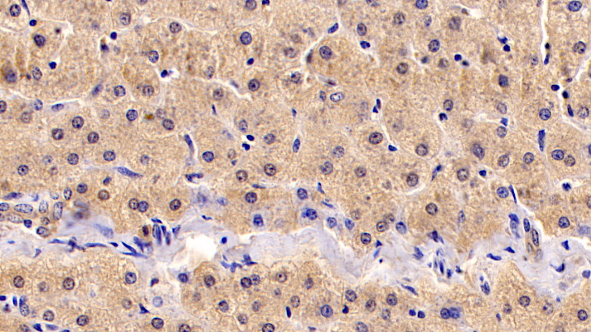 Monoclonal Antibody to Insulin Like Growth Factor 1 (IGF1)