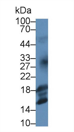 Monoclonal Antibody to Insulin Like Growth Factor 1 (IGF1)