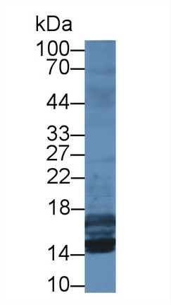 Monoclonal Antibody to Insulin Like Growth Factor 1 (IGF1)