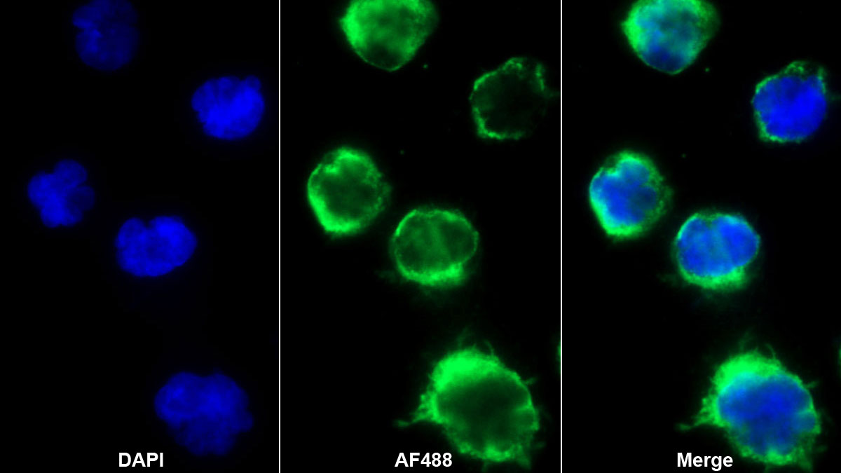 Monoclonal Antibody to Insulin Like Growth Factor 1 (IGF1)