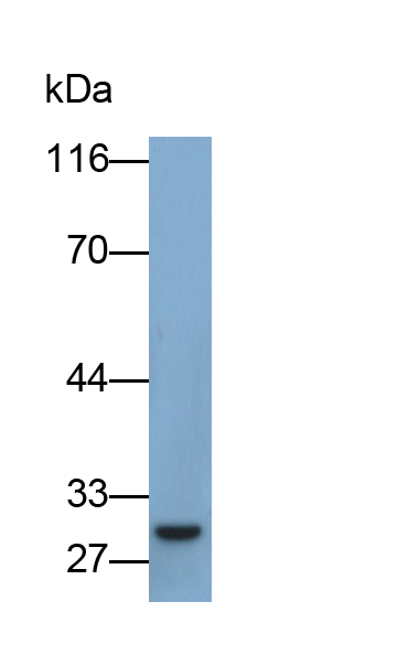 Monoclonal Antibody to Interleukin 12A (IL12A)