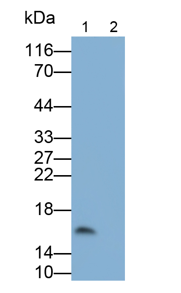 Monoclonal Antibody to Interleukin 17 (IL17)