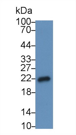 Monoclonal Antibody to Interleukin 18 (IL18)