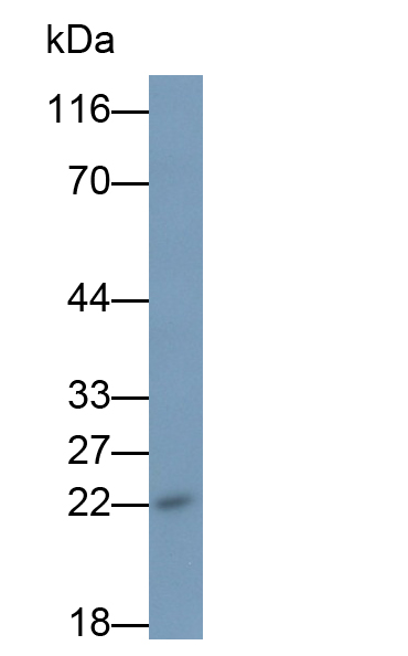 Monoclonal Antibody to Interleukin 18 (IL18)