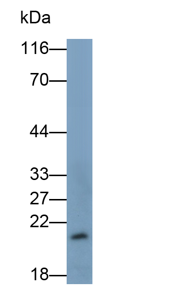 Monoclonal Antibody to Interleukin 18 (IL18)