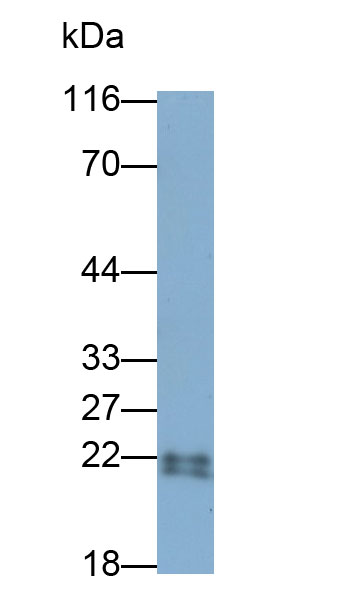 Monoclonal Antibody to Interleukin 18 (IL18)