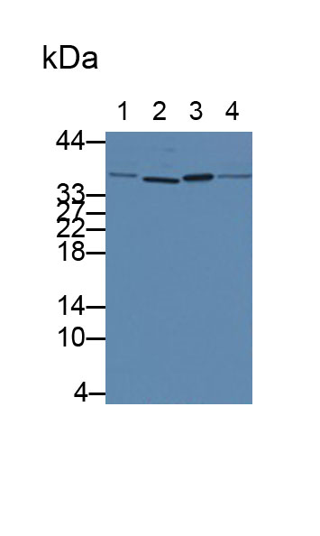 Monoclonal Antibody to Interleukin 1 Alpha (IL1a)