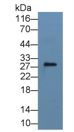 Monoclonal Antibody to Interleukin 1 Alpha (IL1a)