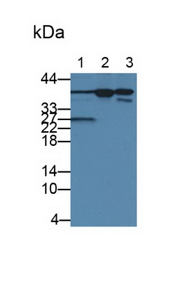 Monoclonal Antibody to Interleukin 1 Alpha (IL1a)