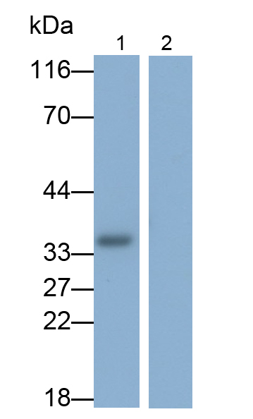 Monoclonal Antibody to Interleukin 1 Alpha (IL1a)