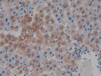 Monoclonal Antibody to Interleukin 1 Alpha (IL1a)