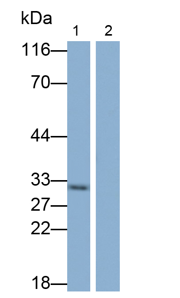 Monoclonal Antibody to Interleukin 1 Alpha (IL1a)