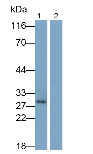 Monoclonal Antibody to Interleukin 1 Alpha (IL1a)