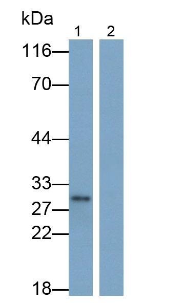 Monoclonal Antibody to Interleukin 1 Alpha (IL1a)