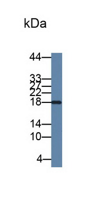 Monoclonal Antibody to Interleukin 2 (IL2)