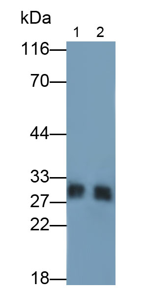 Monoclonal Antibody to Immunoglobulin G1 (IgG1)