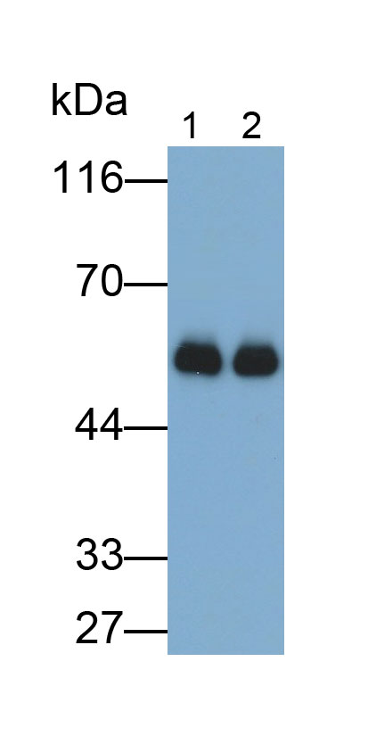 Monoclonal Antibody to Immunoglobulin G1 (IgG1)