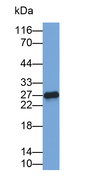 Monoclonal Antibody to Interleukin 6 (IL6)