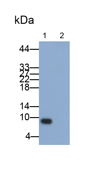 Monoclonal Antibody to Interleukin 8 (IL8)