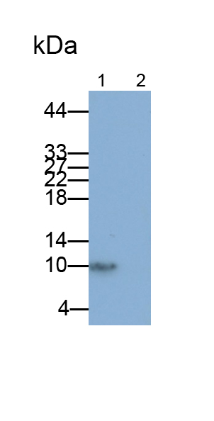 Monoclonal Antibody to Interleukin 8 (IL8)