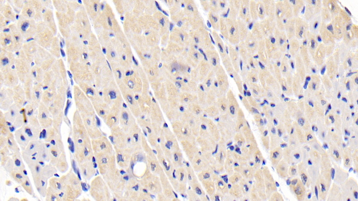 Monoclonal Antibody to Leptin (LEP)