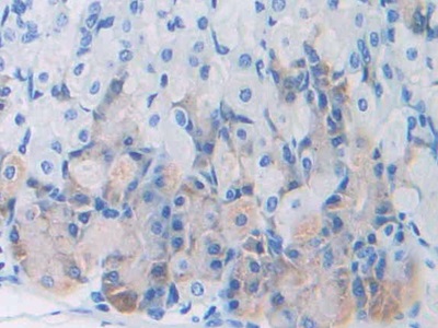 Monoclonal Antibody to Leptin (LEP)