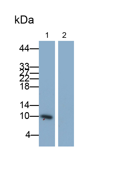 Monoclonal Antibody to Monocyte Chemotactic Protein 1 (MCP1)