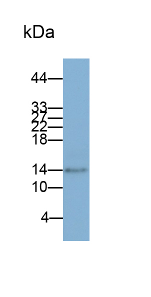 Monoclonal Antibody to Monocyte Chemotactic Protein 3 (MCP3)