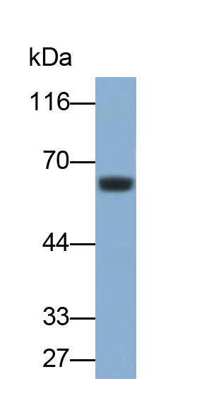 Monoclonal Antibody to Colony Stimulating Factor 1, Macrophage (MCSF)