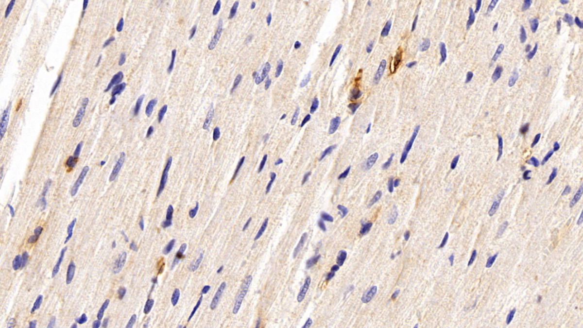 Monoclonal Antibody to Macrophage Inflammatory Protein 1 Alpha (MIP1a)