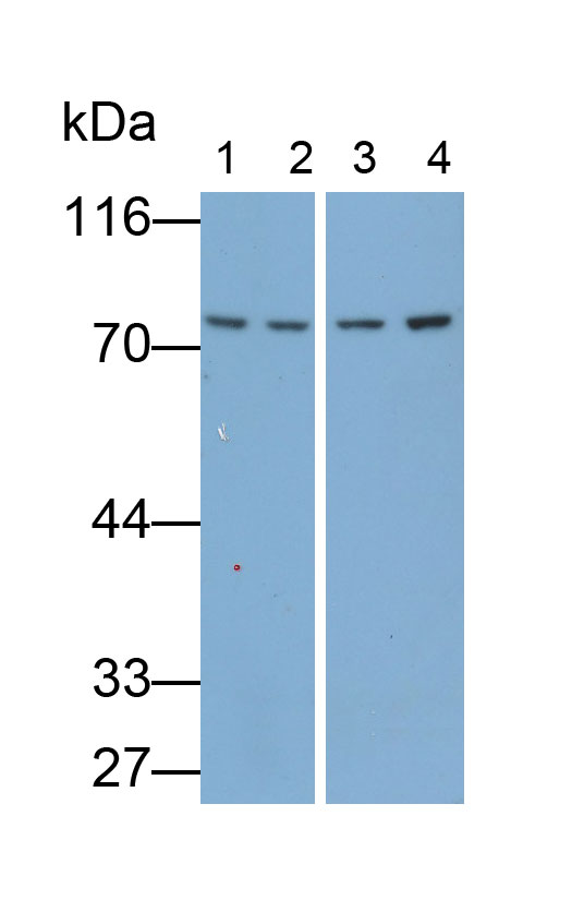 Monoclonal Antibody to Matrix Metalloproteinase 2 (MMP2)