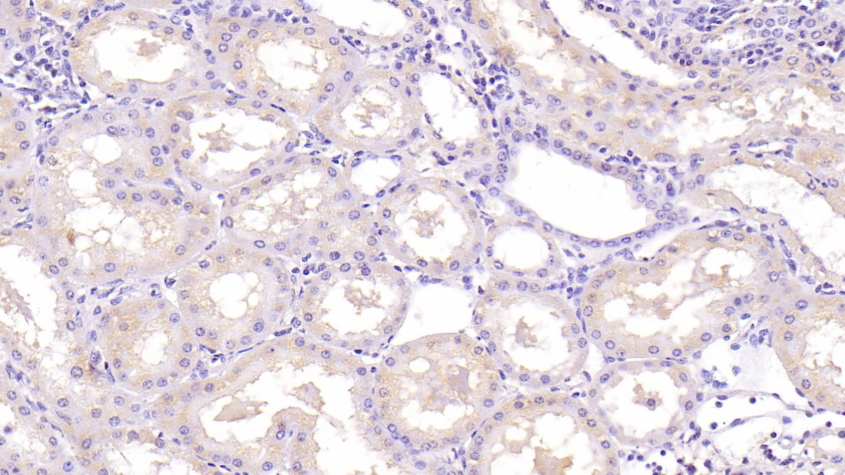 Monoclonal Antibody to Neurotrophin 3 (NT3)