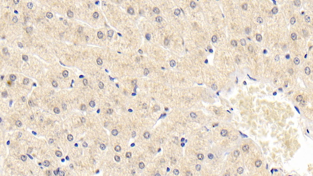 Monoclonal Antibody to Neurotrophin 3 (NT3)