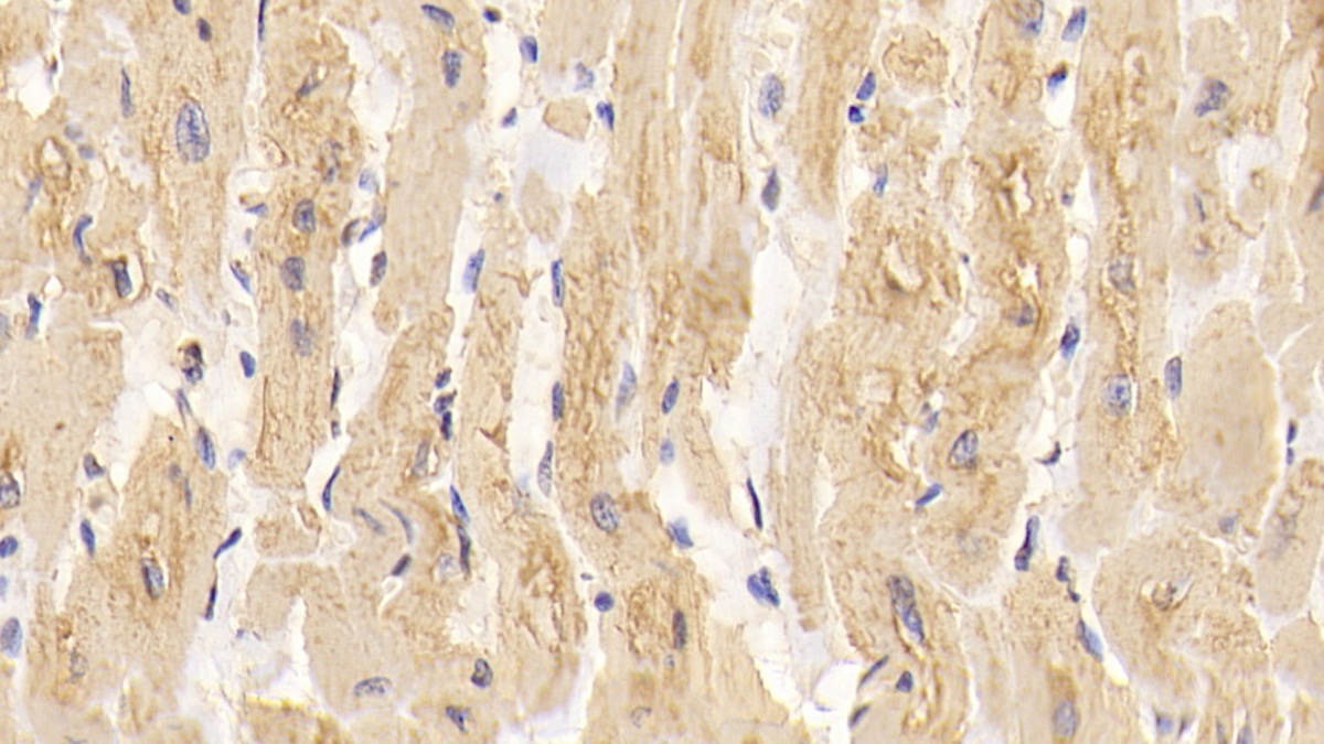 Monoclonal Antibody to Superoxide Dismutase 3, Extracellular (SOD3)