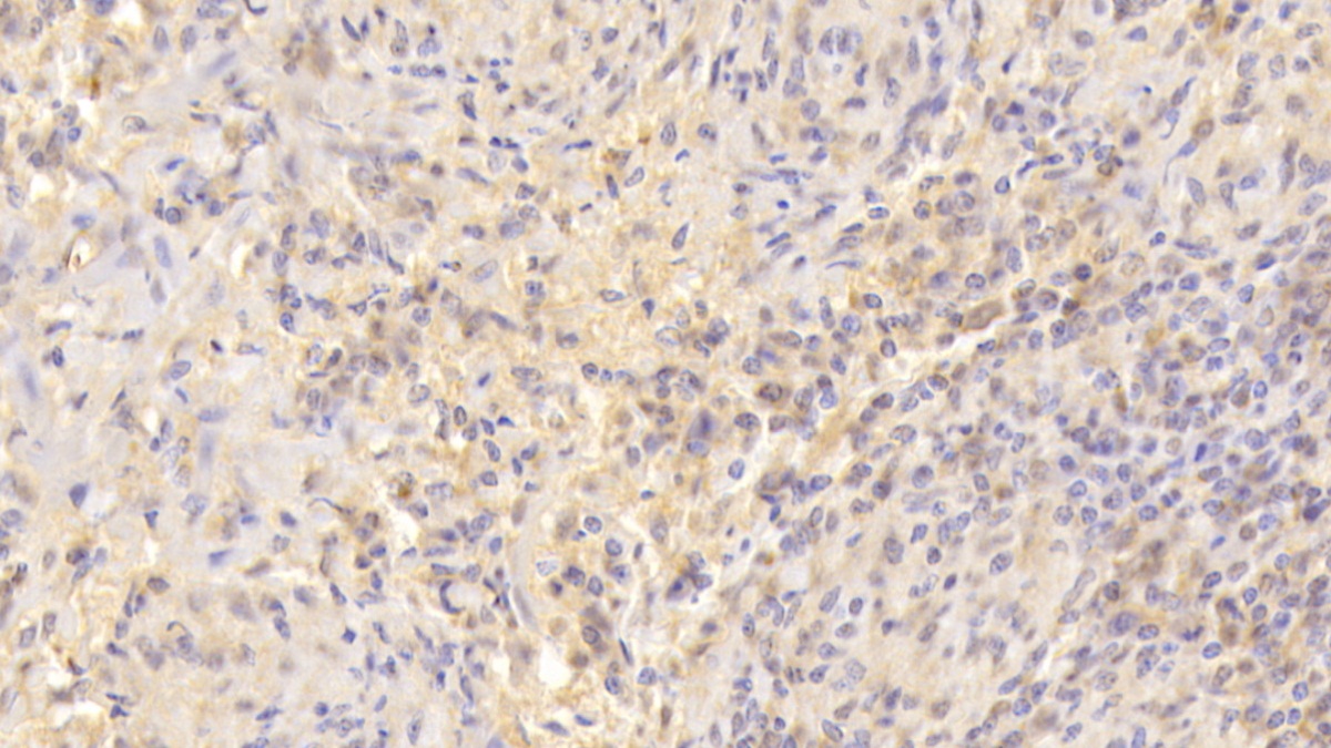 Monoclonal Antibody to Superoxide Dismutase 3, Extracellular (SOD3)