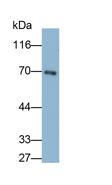 Monoclonal Antibody to Tumor Necrosis Factor Receptor Superfamily, Member 10C (TNFRSF10C)