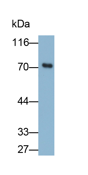 Monoclonal Antibody to Tumor Necrosis Factor Receptor Superfamily, Member 10C (TNFRSF10C)