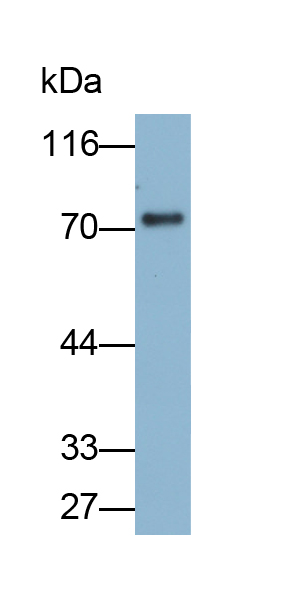 Monoclonal Antibody to Tumor Necrosis Factor Receptor Superfamily, Member 10C (TNFRSF10C)