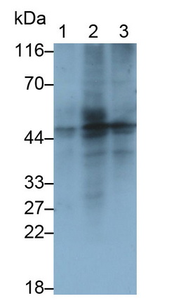 Monoclonal Antibody to Vascular Endothelial Growth Factor C (VEGFC)