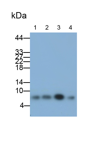 Monoclonal Antibody to Ubiquitin (Ub)