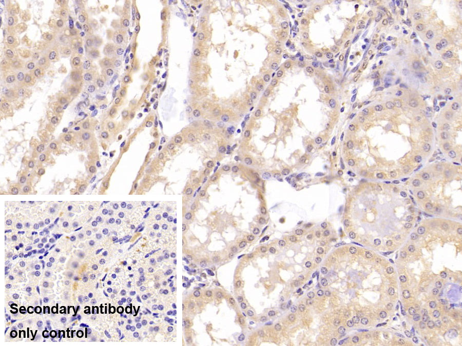 Monoclonal Antibody to Ubiquitin (Ub)