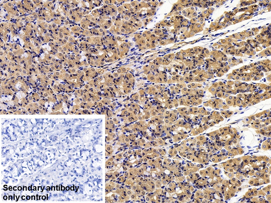 Monoclonal Antibody to Pepsinogen A (PGA)