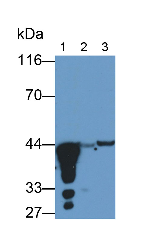 Monoclonal Antibody to Pepsinogen A (PGA)