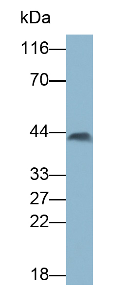 Monoclonal Antibody to Pepsinogen A (PGA)