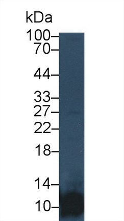 Monoclonal Antibody to Platelet Factor 4 (PF4)