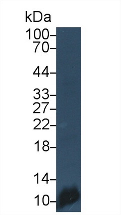 Monoclonal Antibody to Platelet Factor 4 (PF4)